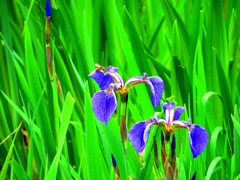 菖蒲