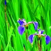 菖蒲