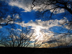 冬の森から見えた青空