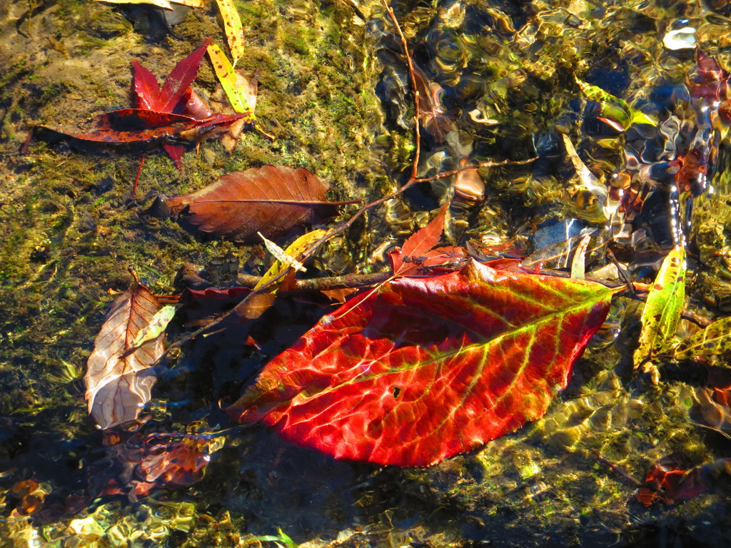 落葉　清流の中の紅葉