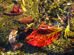 落葉　清流の中の紅葉