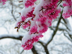 雪と桜