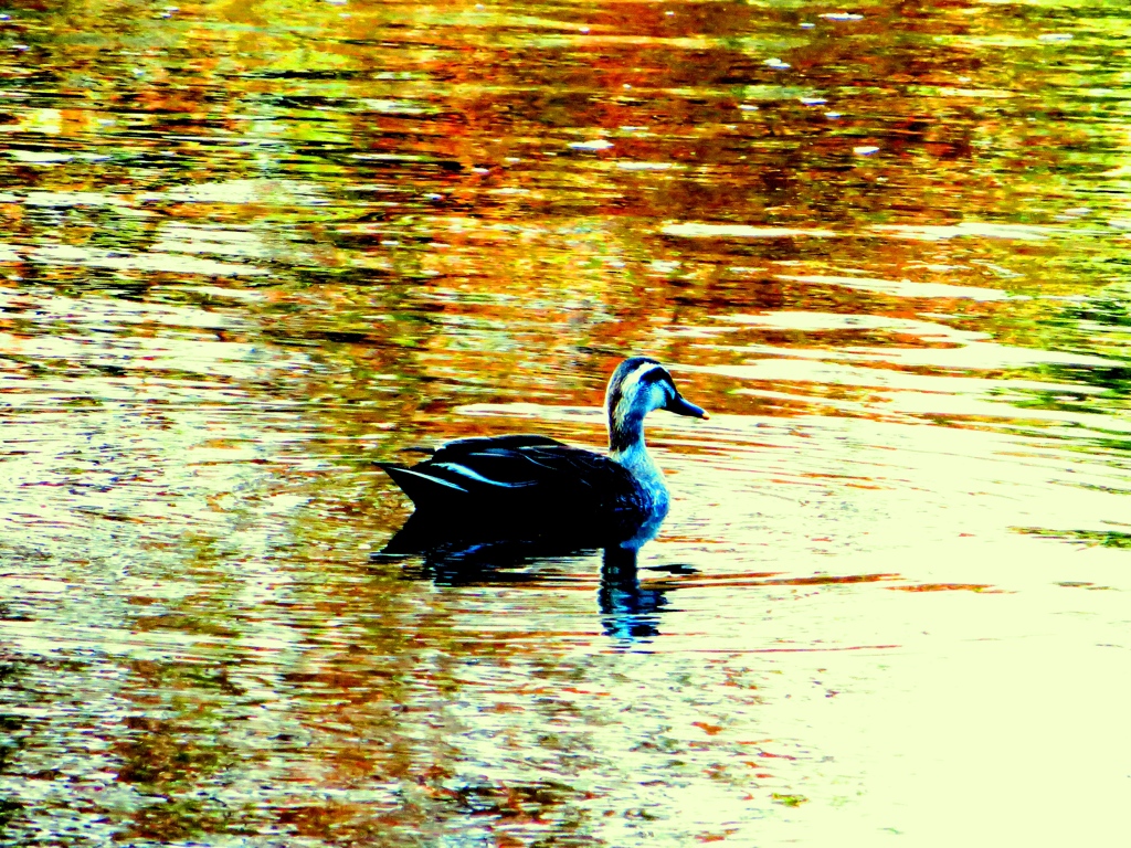 輝く湖面の上を