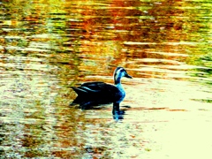 輝く湖面の上を