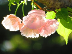 八重桜