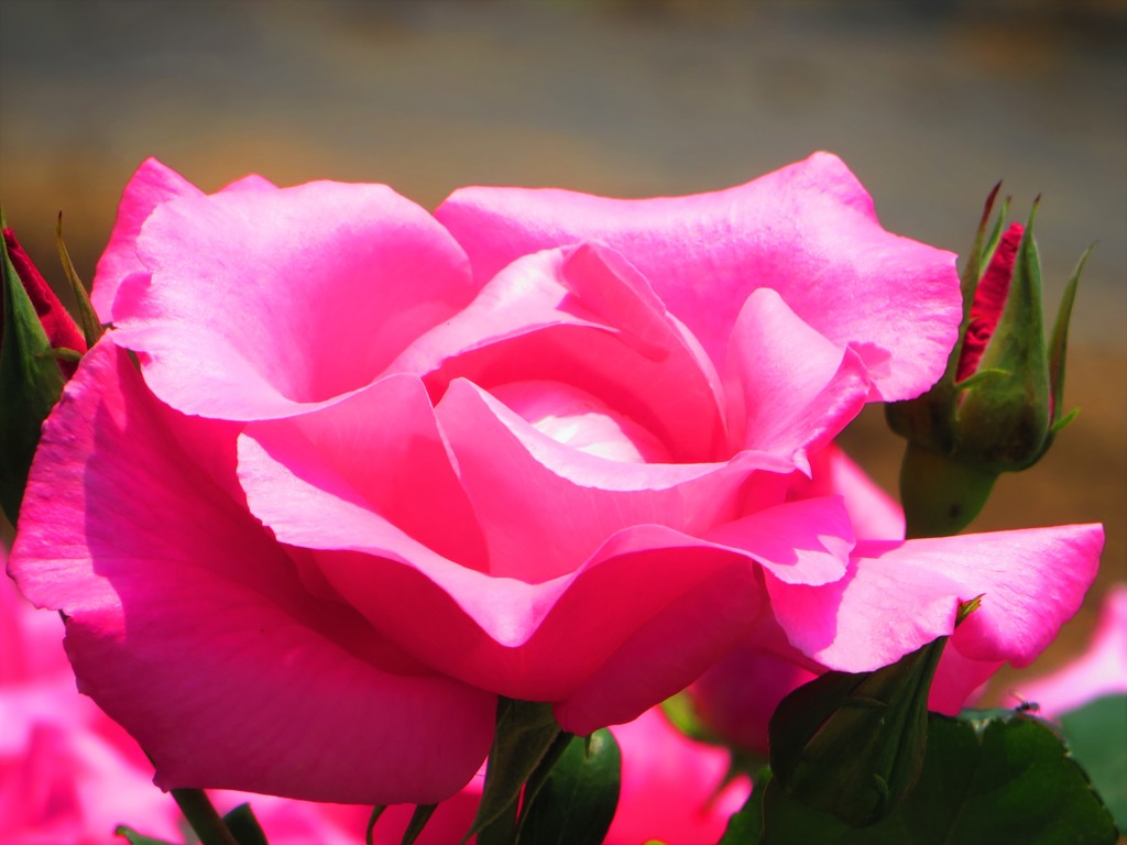 輝くピンク色のバラ