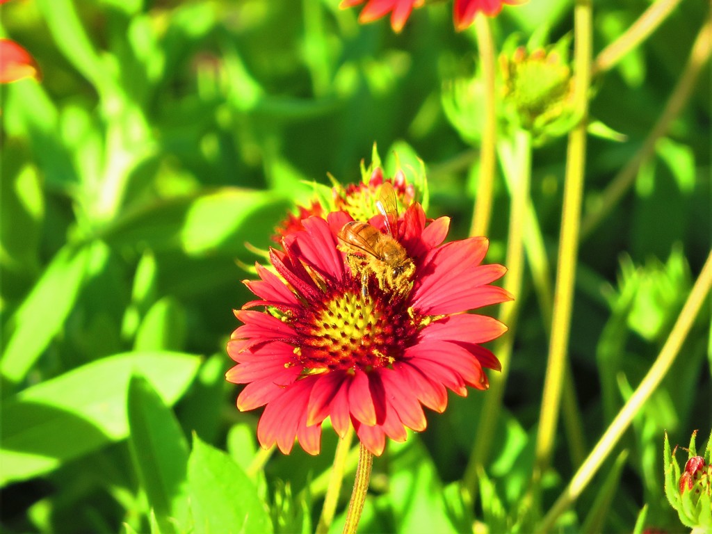 南の島で見た赤い花３
