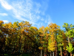 紅葉　森の入り口
