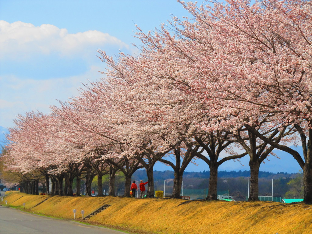 桜並木