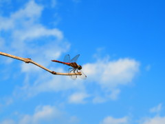 秋空に赤とんぼ