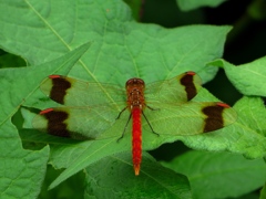 akatonbo