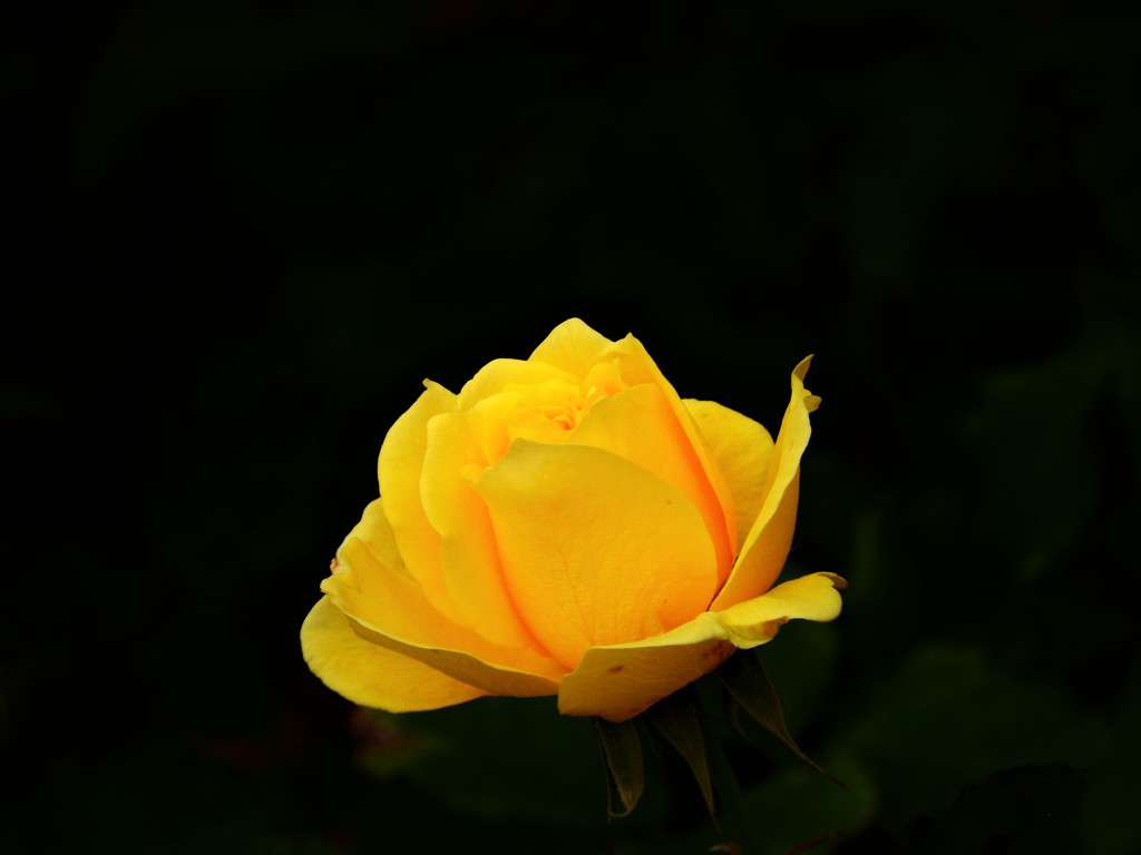 薔薇