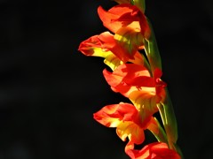 赤い花２