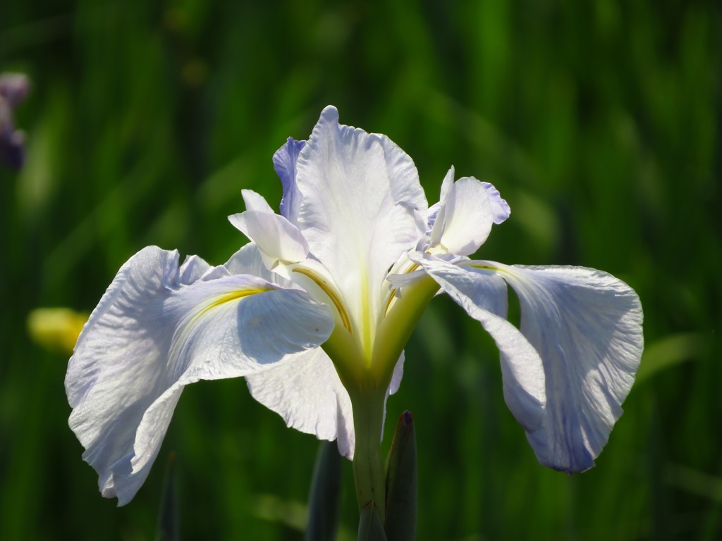 花菖蒲　７