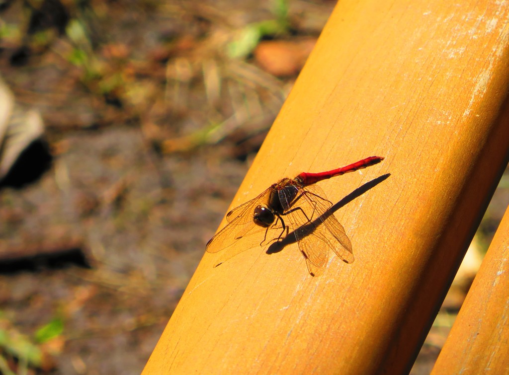 ベンチの上の赤とんぼ