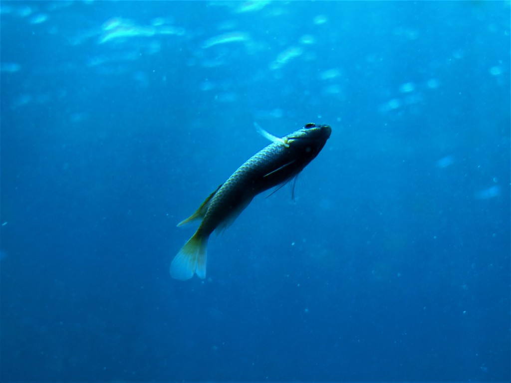 南の島で見た風景　魚