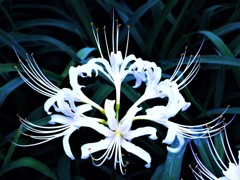 曼殊沙華白４