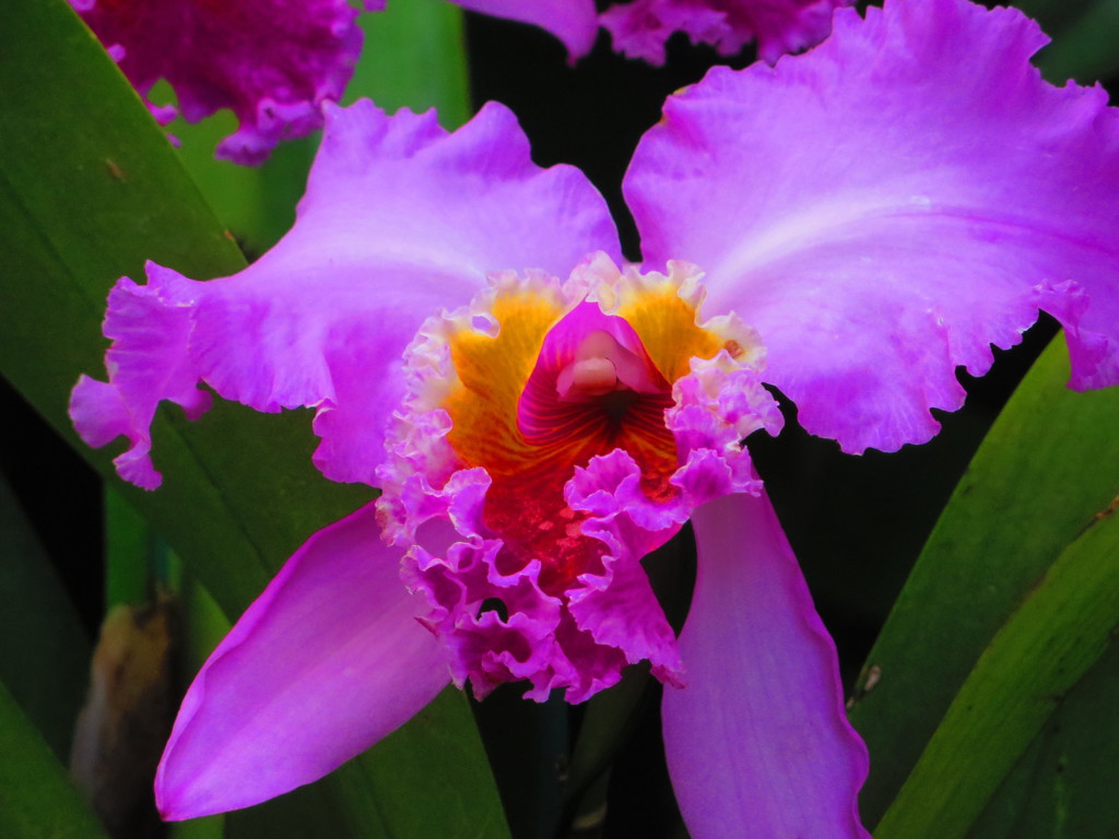 南の島の花は火傷します　３