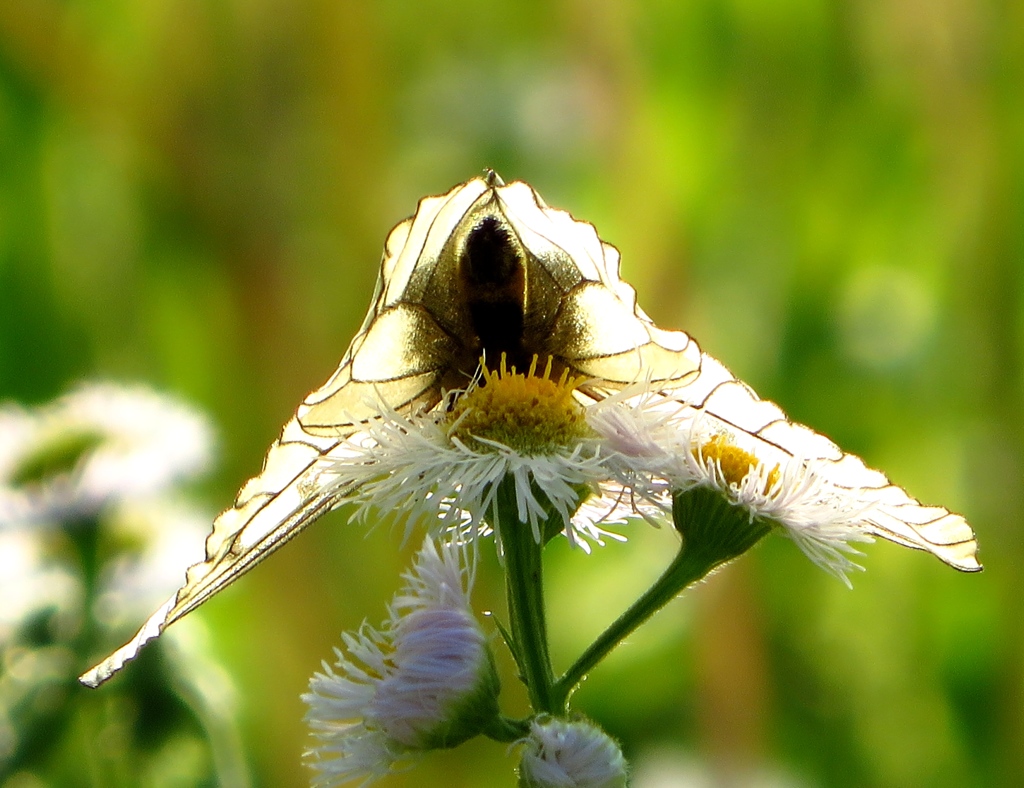 ハルジオンとウスバシロチョウ
