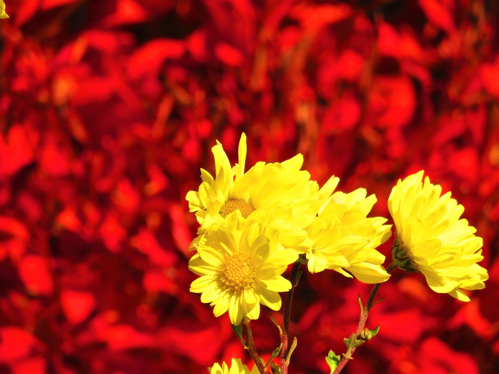 紅葉と黄菊