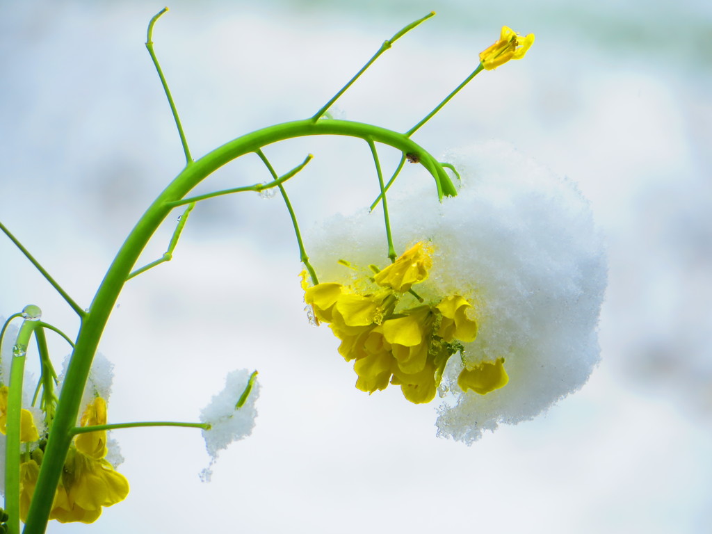 雪と菜の花