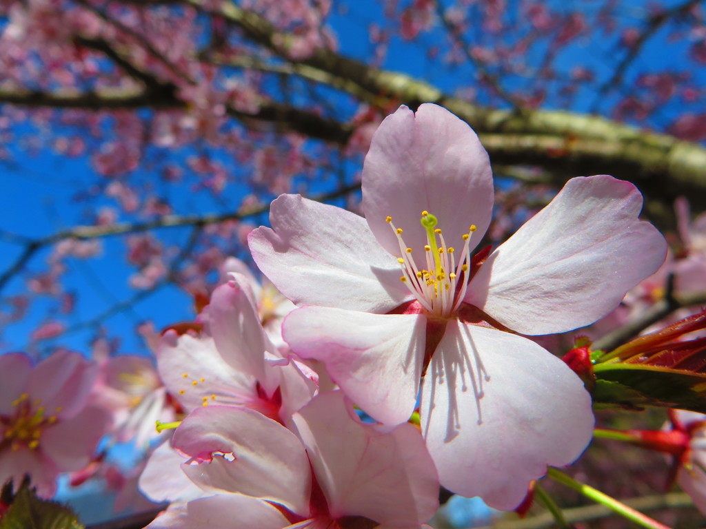 桜