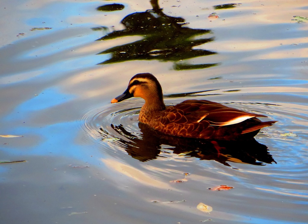 夕日に染まって