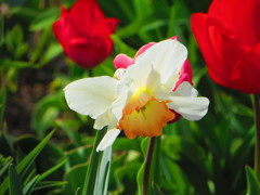 春の花