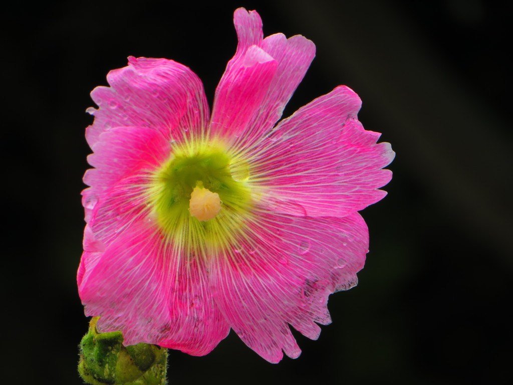 南の島の花５