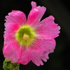 南の島の花５