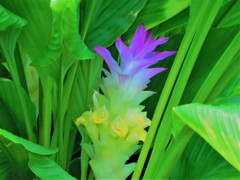 夏の花　３