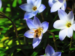 花韮