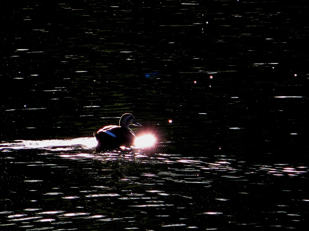 光の中を泳ぐ６