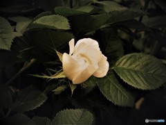 きっと貴女は素敵な女（ひと）になるでしょう・・