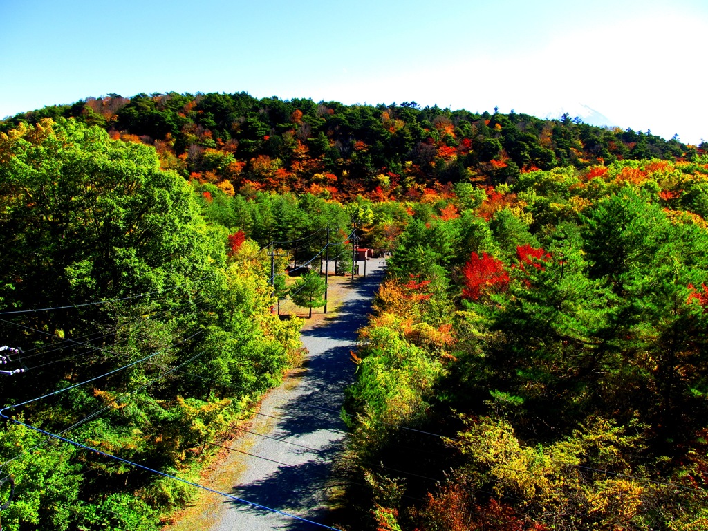 紅葉の中の散歩道