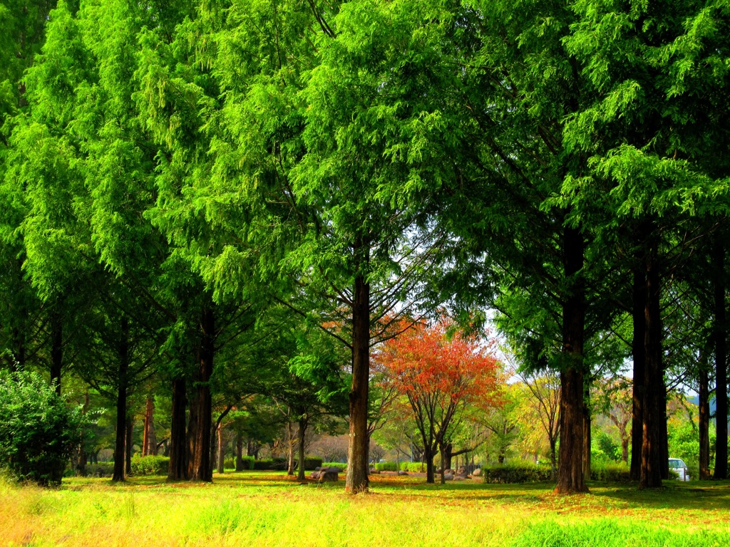 秋　散歩の途中で見かけた光景