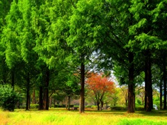 秋　散歩の途中で見かけた光景