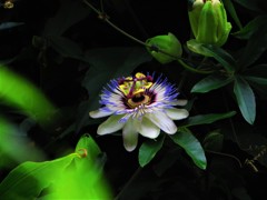 不思議花　時計草　２