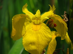 黄菖蒲