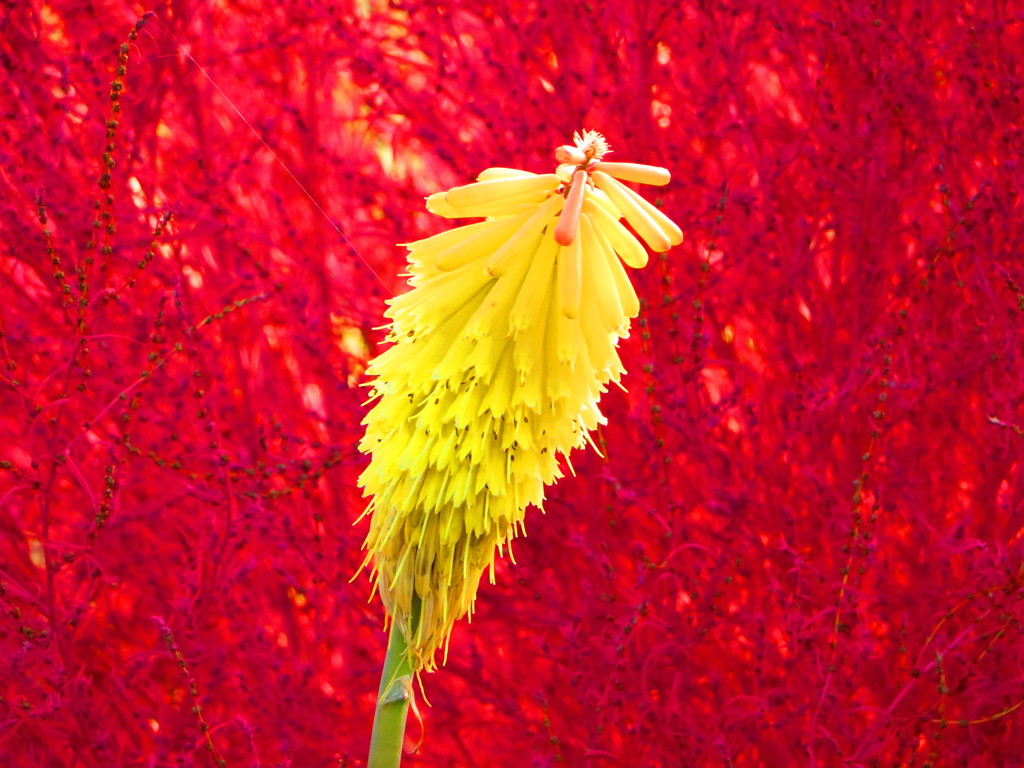 トリトマとコキア