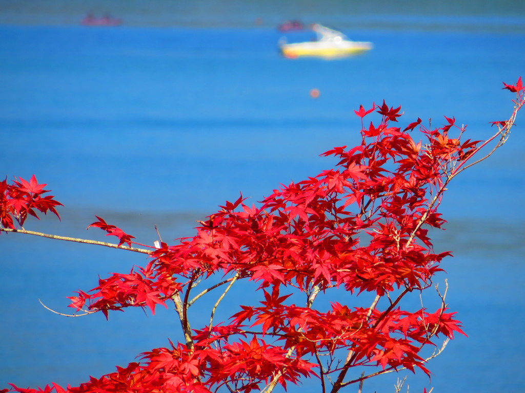 紅葉　青と赤