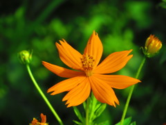 夏の花　５