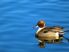 野鳥　静寂