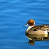 野鳥　静寂
