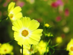 黄色のコスモス