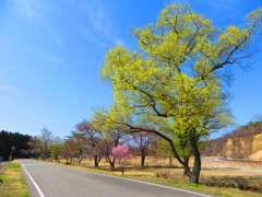 散歩道