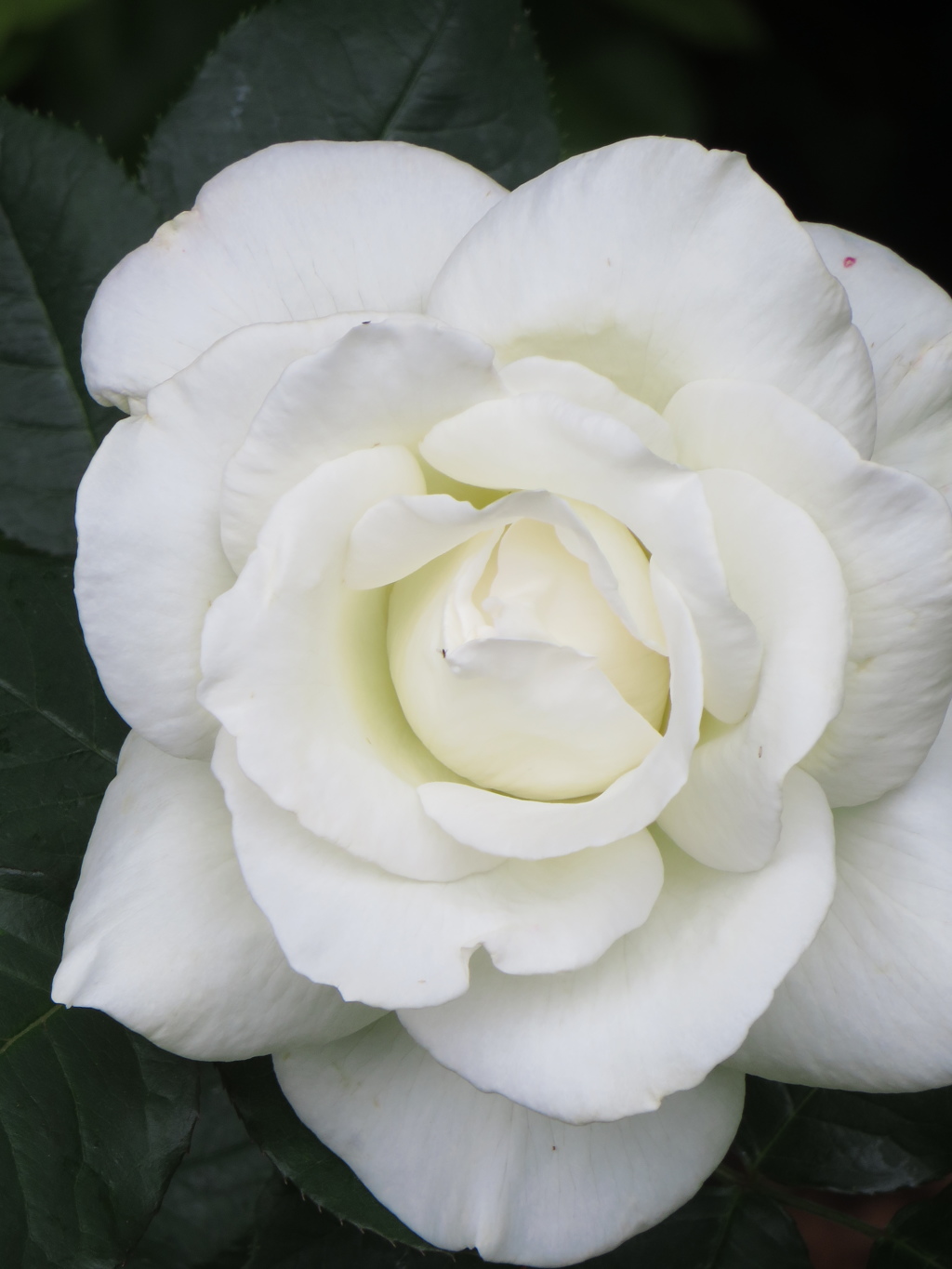 薔薇　白色