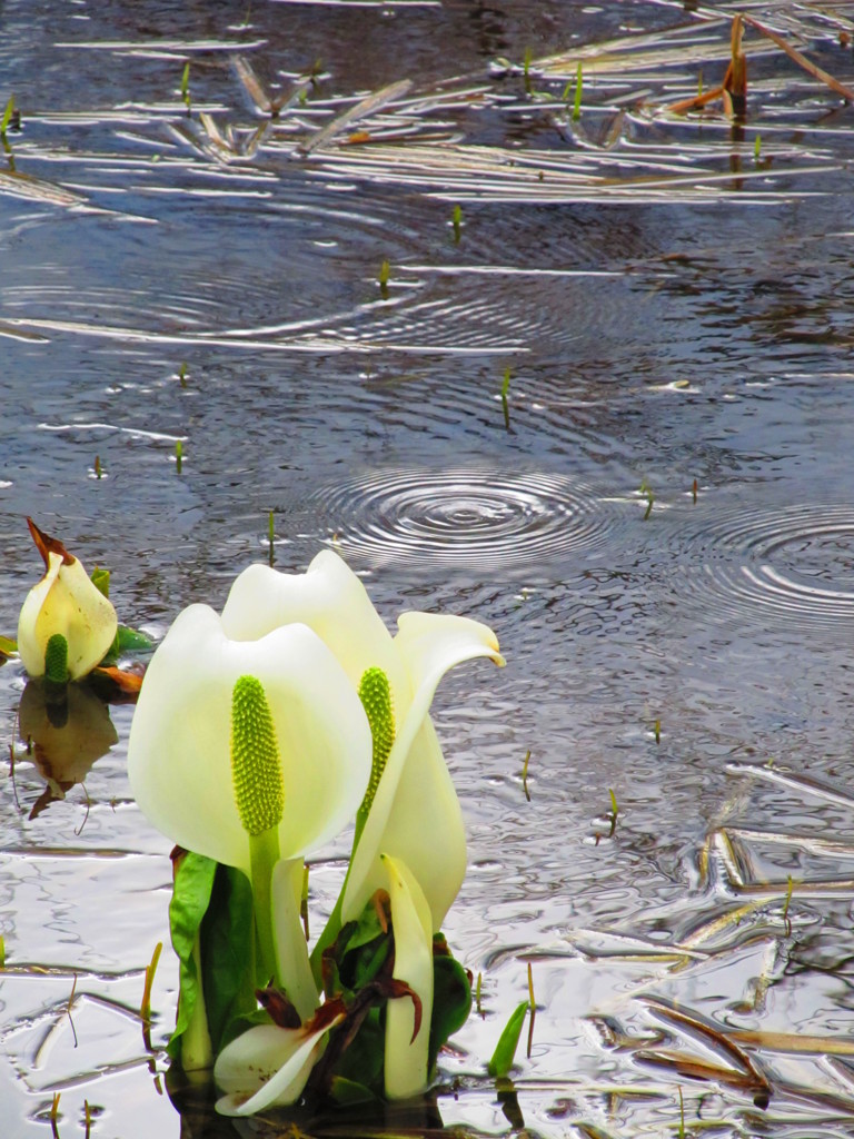 水芭蕉