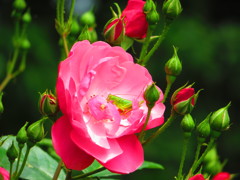 綺麗な花には・・・キリギリス