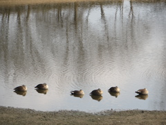 水辺の鳥Ⅰ